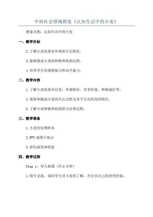 中班社会领域教案《认知生活中的小麦》