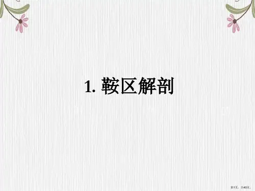 鞍区解剖结构以及常见病变