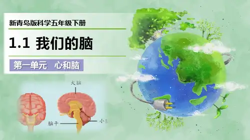 新青岛版科学五年级下册第一单元 心和脑《我们的脑》优质课件