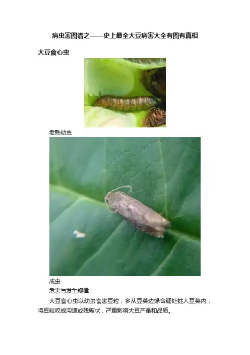 病虫害图谱之——史上最全大豆病害大全有图有真相