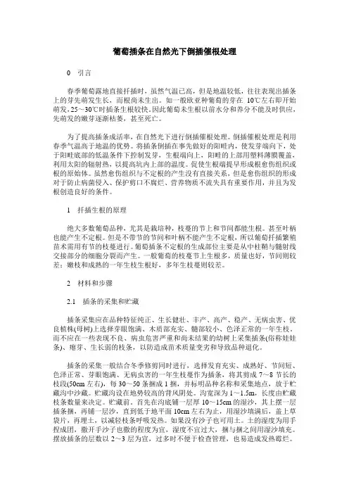 葡萄插条在自然光下倒插催根处理
