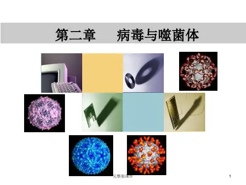 病毒与噬菌体ppt课件