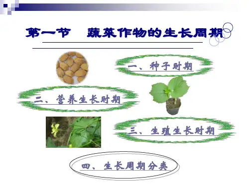蔬菜的生长发育