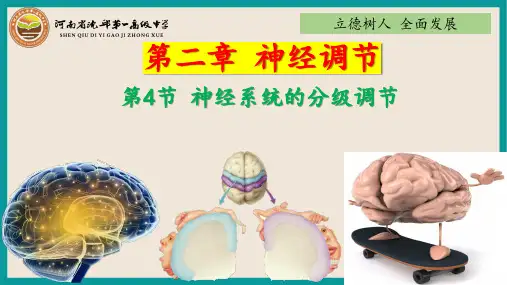 神经系统的分级调节
