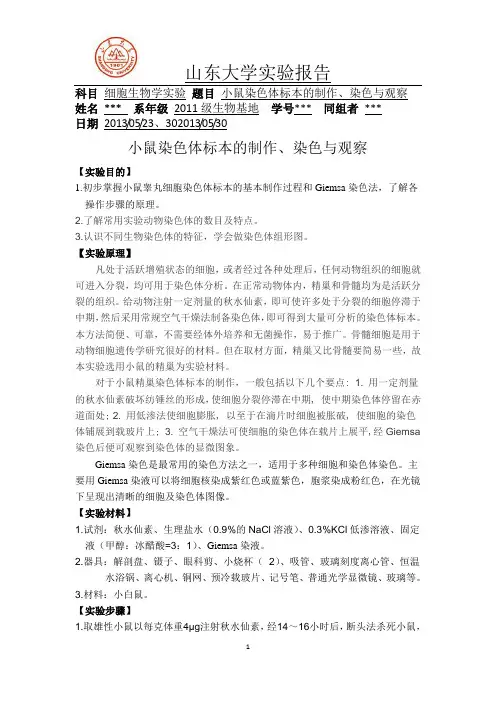 小鼠染色体标本制作、染色及观察
