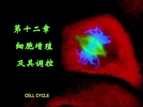 细胞生物学第十一章 细胞周期