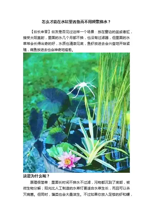 怎么才能在水缸里养鱼而不用频繁换水？