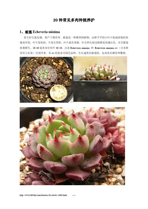 20种常见多肉种植养护