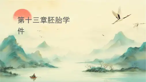 第十三章胚胎学总论课件