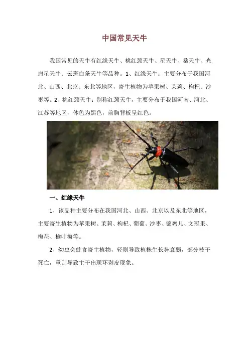 中国常见天牛