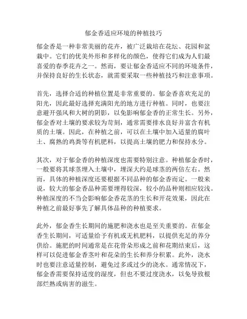 郁金香适应环境的种植技巧