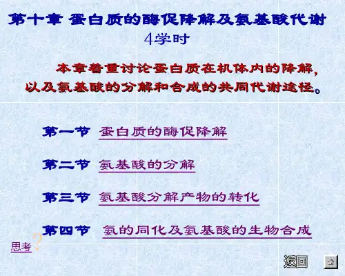 第十章蛋白质的酶促降解及氨基酸代谢ppt课件