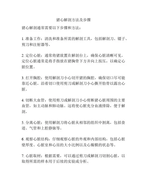 猪心解剖方法及步骤