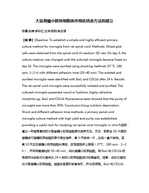 大鼠脊髓小胶质细胞体外纯化培养方法的建立