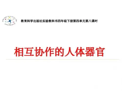 四年级上册科学相互协作的人体器官教科版
