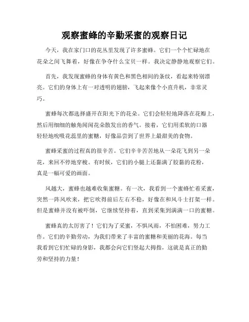 小学三年级作文观察蜜蜂的辛勤采蜜的观察日记