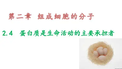 蛋白质是生命活动的主要承担者 -2022-2023学年高一生物人教版必修1