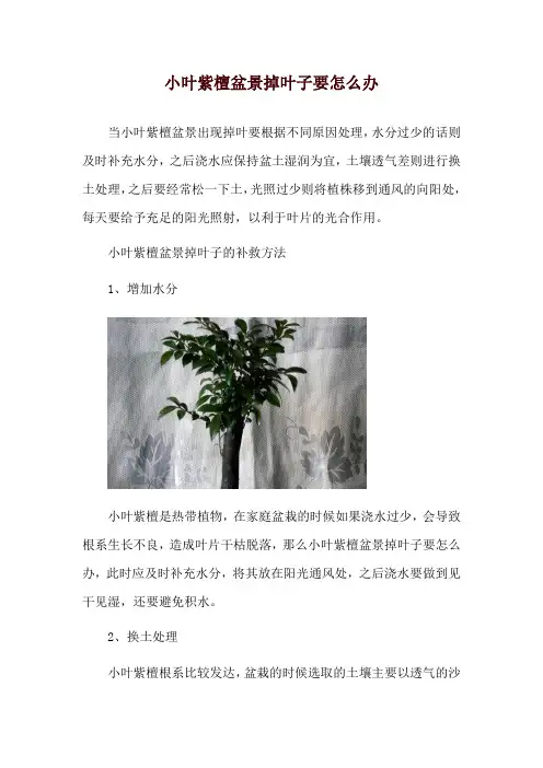 小叶紫檀盆景掉叶子要怎么办