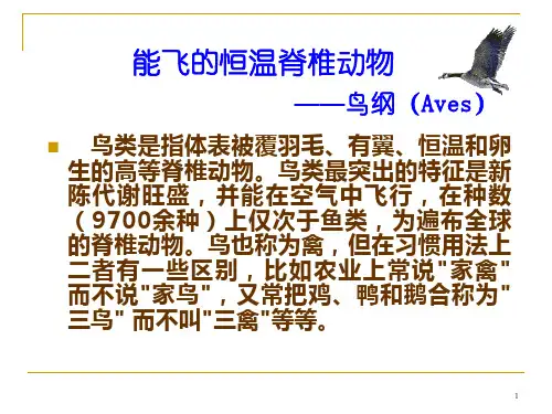 鸟纲.ppt