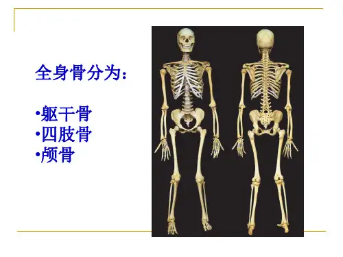 第一章骨学V