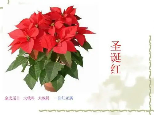 植物分类1