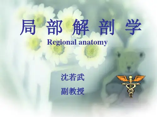上肢的解剖