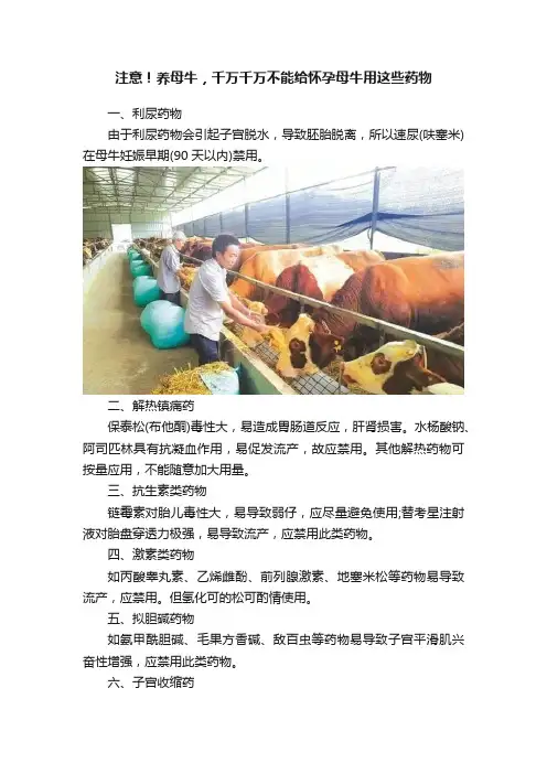 注意！养母牛，千万千万不能给怀孕母牛用这些药物