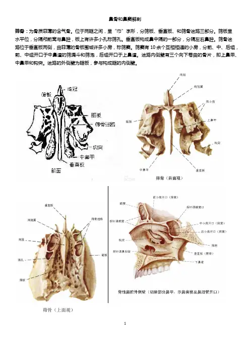 鼻窦解剖