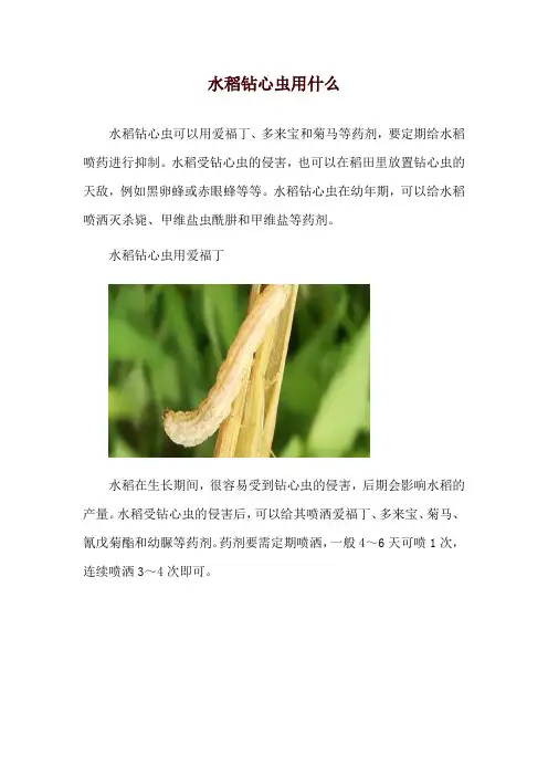 水稻钻心虫用什么