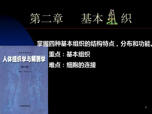 第二章基本组织ppt课件