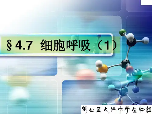 4.7细胞呼吸(1)