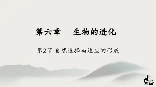 自然选择与适应的形成(教学课件)(共22张PPT)高一生物下册(人教版2019必修2)