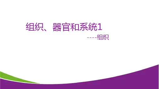 4.3 组织、器官和系统1—华东师大版七年级科学上册课件
