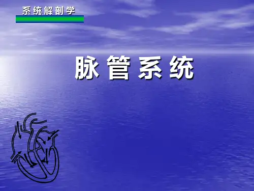 脉管系统ppt课件