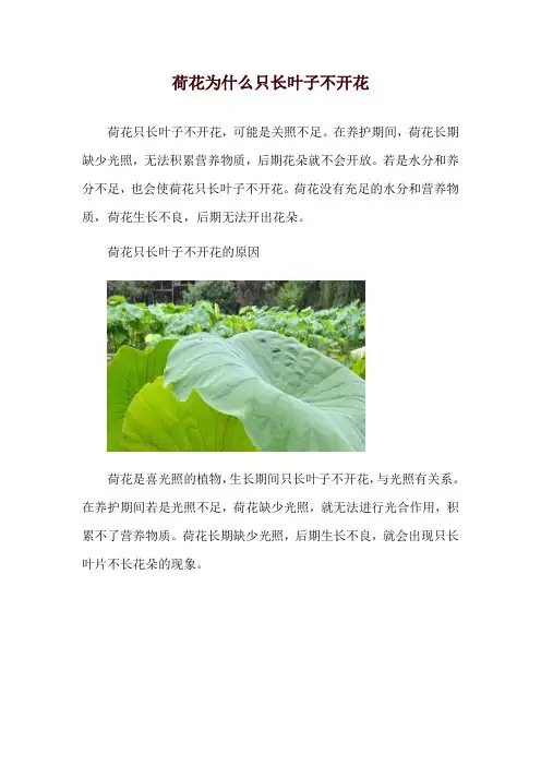 荷花为什么只长叶子不开花