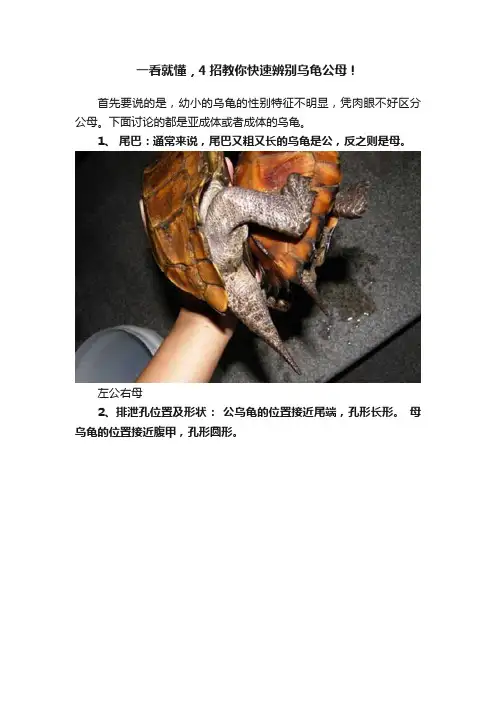 一看就懂，4招教你快速辨别乌龟公母！