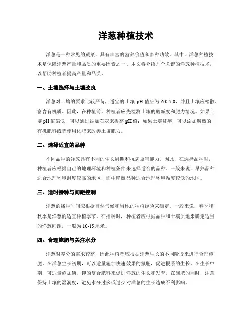 洋葱种植技术