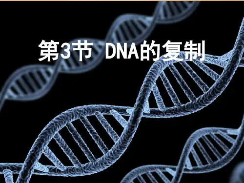 高中生物：DNA的复制