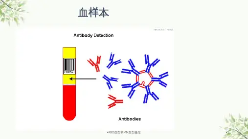 ABO血型和MN血型鉴定课件
