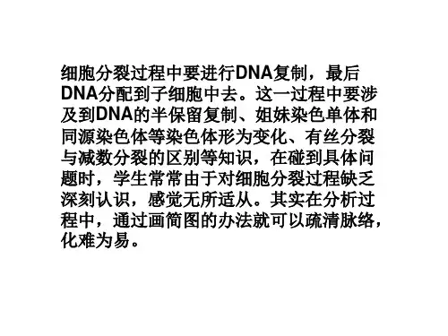 细胞分裂与DNA复制