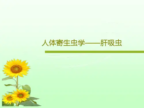 人体寄生虫学——肝吸虫16页PPT
