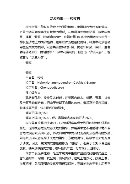 沙漠植物——梭梭树