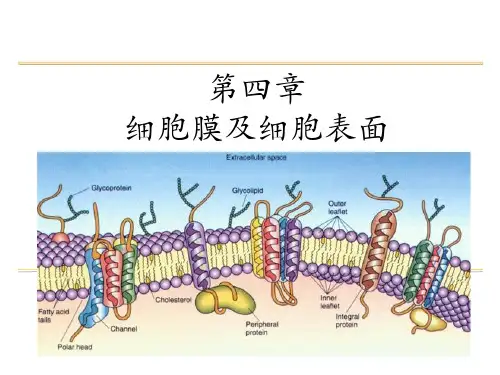 细胞生物学第四章 细胞质膜及其表面
