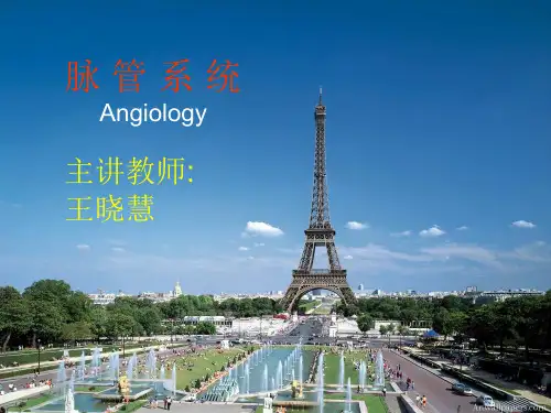 解剖脉管系统ppt课件