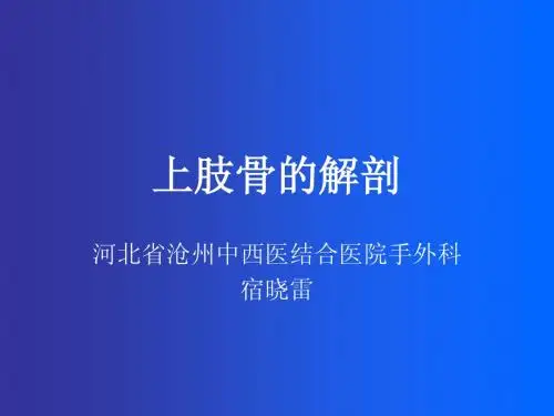 上肢骨解剖