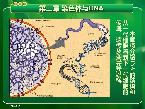 朱玉贤现代分子生物学第四版-第2章-染色体与DNA