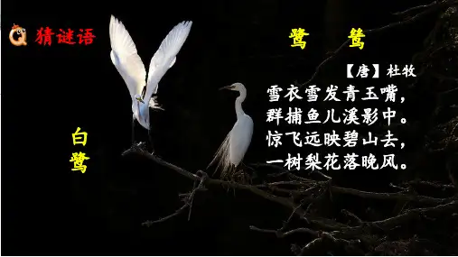 部编版五年级语文上册1《白鹭》教学课件