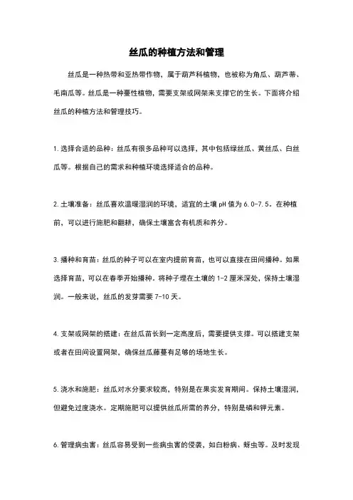 丝瓜的种植方法和管理