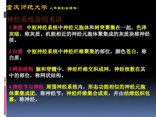 人体解剖生理学第三章神经系统解剖教材课件