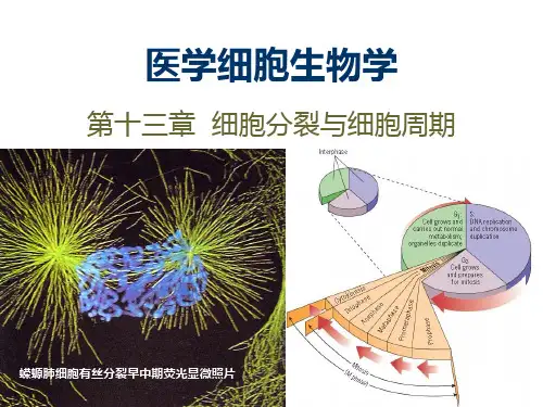 细胞生物学  -细胞-13章